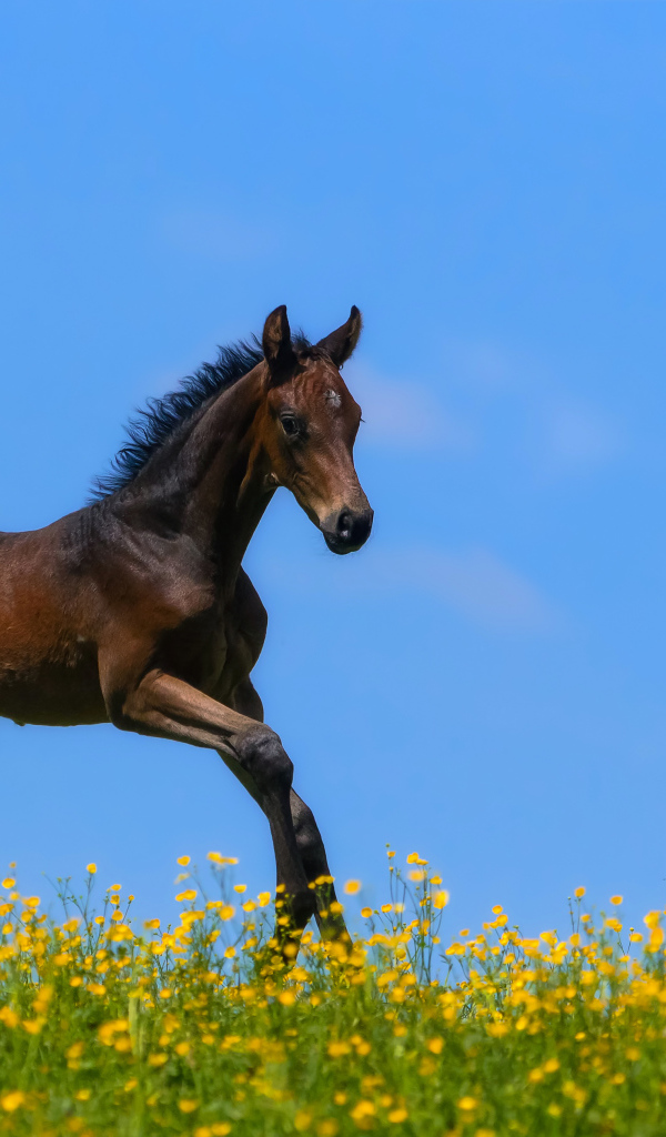Маленький коричневый жеребенок бежит по желтым цветам на фоне голубого неба