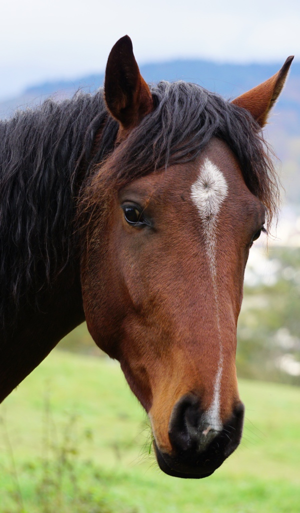 Морда красивой коричневой лошади