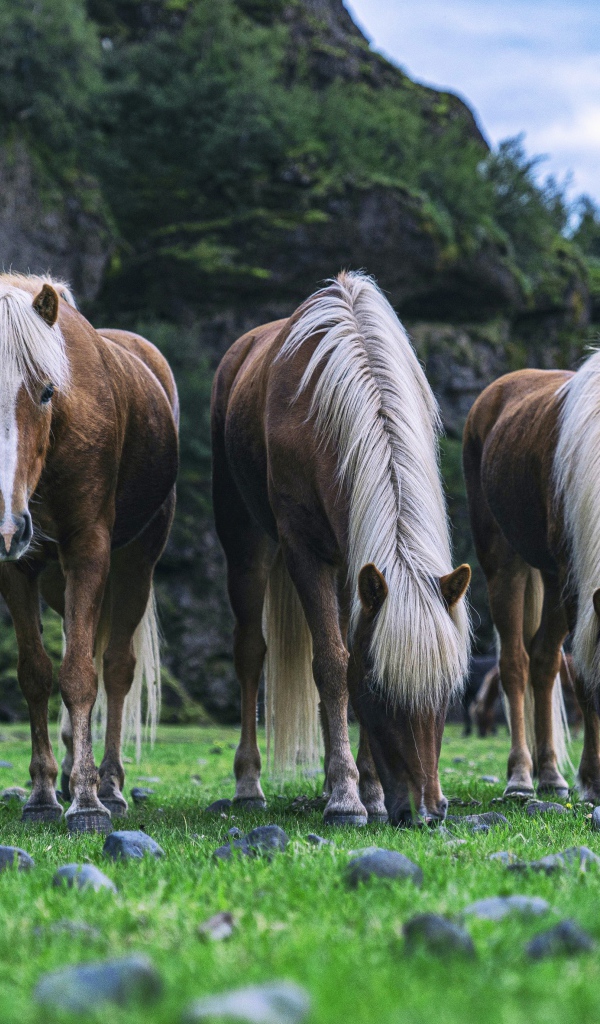 Три лошади пасутся на зеленой траве 