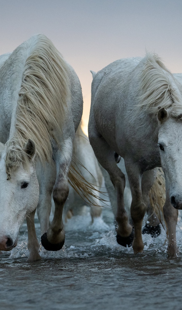 Две большие белые лошади идут по воде