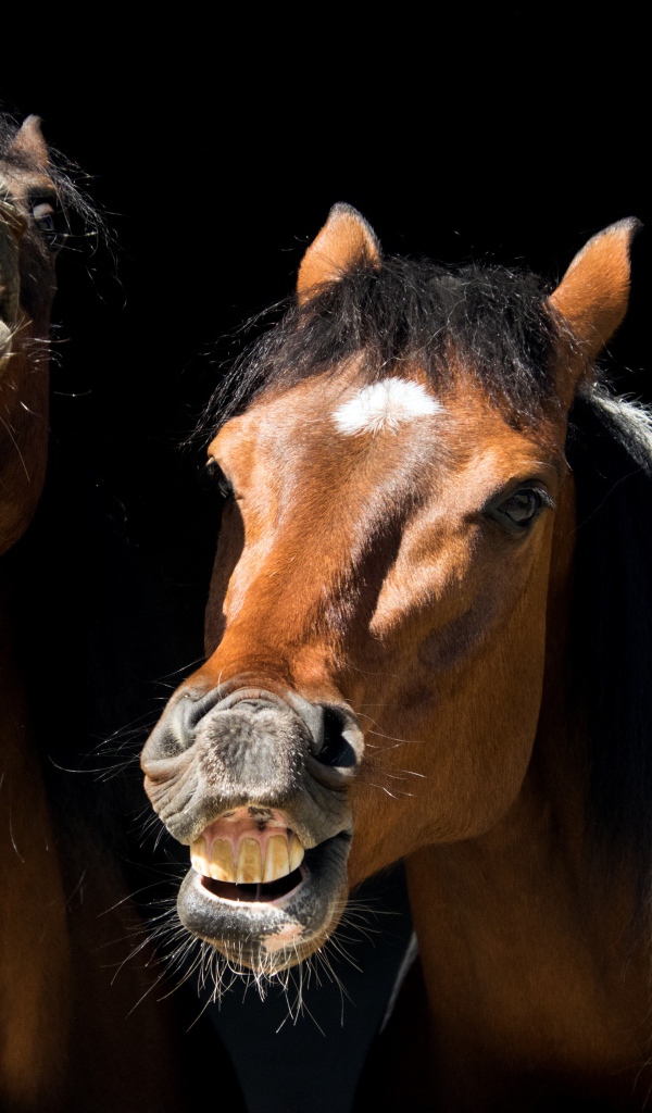 Две ржущие лошади на черном фоне