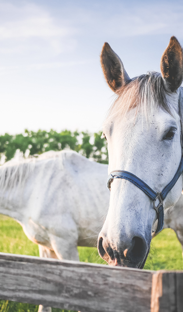 Две белые лошади в лучах солнца на ферме 