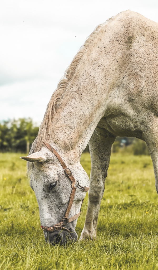 Белая лошадь пасется на зеленой поляне