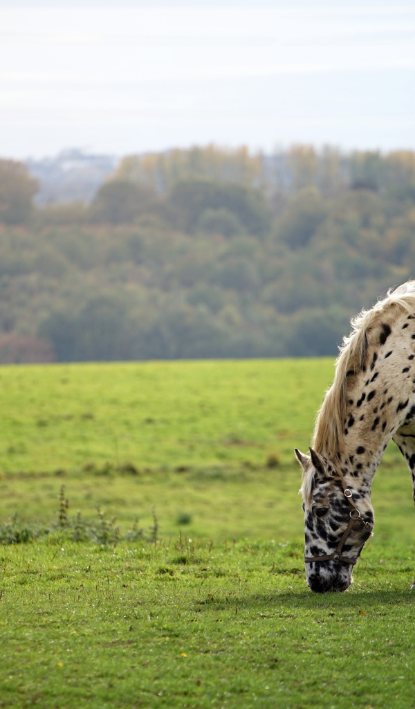 Белая пятнистая лошадь ходит по полю 