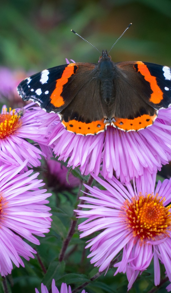 Бочка сидит на розовом цветке астры 