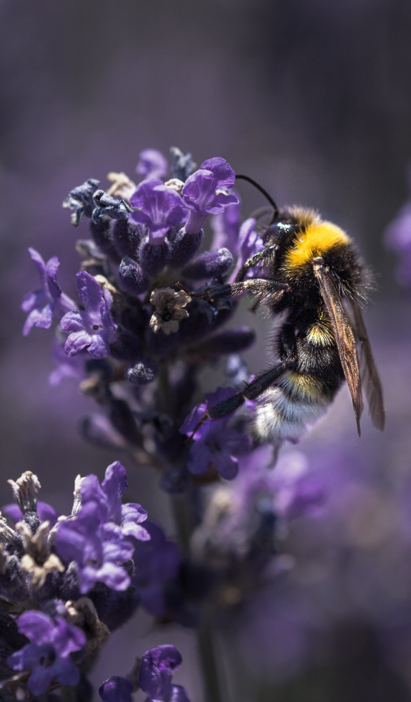 Пчела сидит на фиолетовом цветке лаванды 