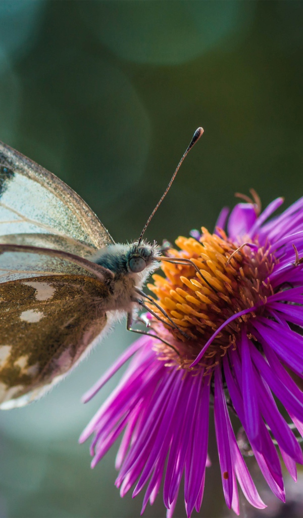 Бабочка сидит на розовом цветке 
