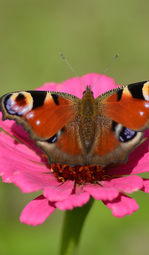 Бабочка сидит на розовом цветке циннии 