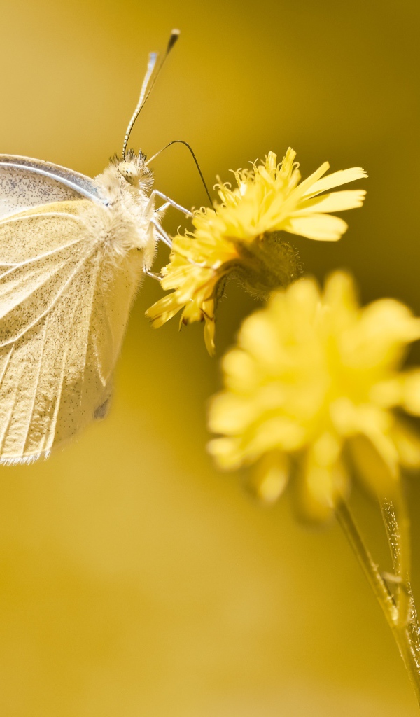 Бабочка сидит на желтом цветке 