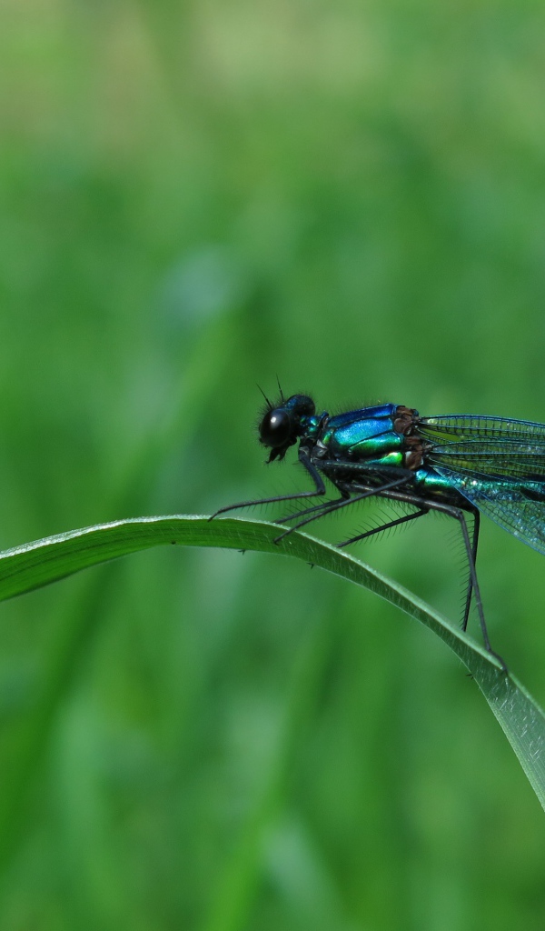 Большая черная стрекоза сидит на зеленой траве