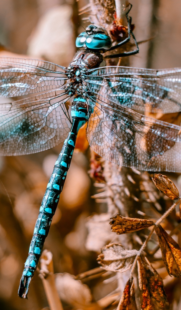 Большая голубая стрекоза сидит на ветке 