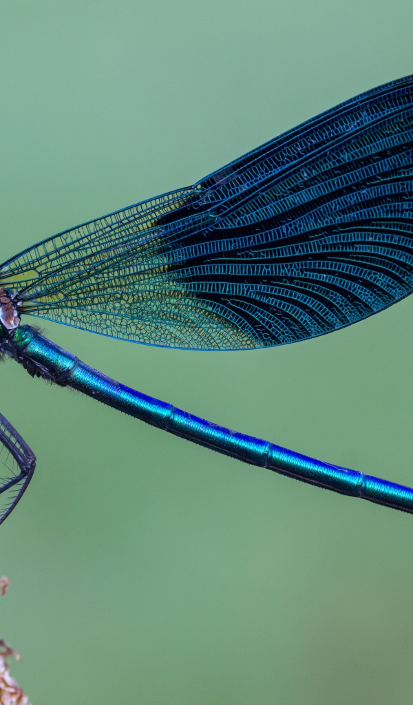 Большая синяя стрекоза сидит на колоске 