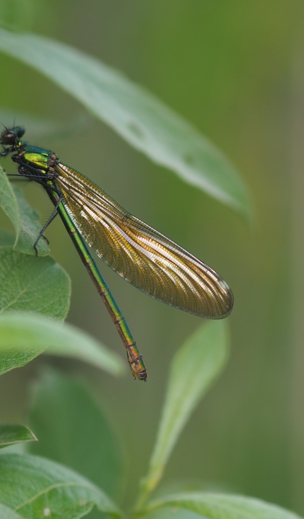 Большая стрекоза сидит на зеленом листе 