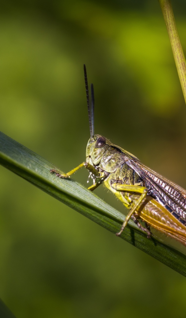 Большой кузнечик сидит на зеленой траве 