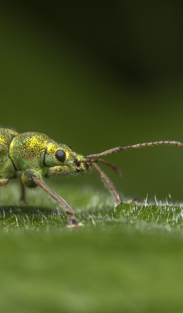 Большой зеленый жук сидит на зеленом листке 