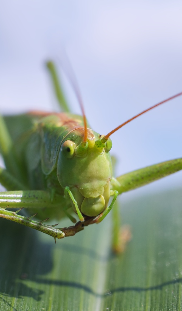Большой зеленый кузнечик сидит на листе крупным планом