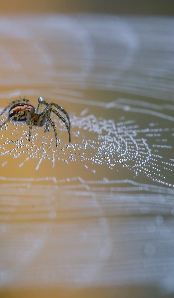 Большой паук сидит на паутине в каплях росы 