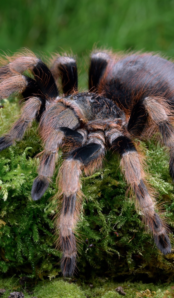 Большой паук тарантул идет по покрытой мхом земле