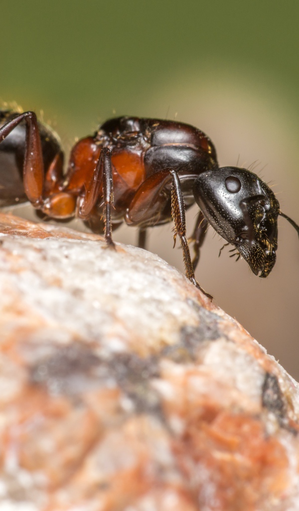 Муравей на камне крупным планом