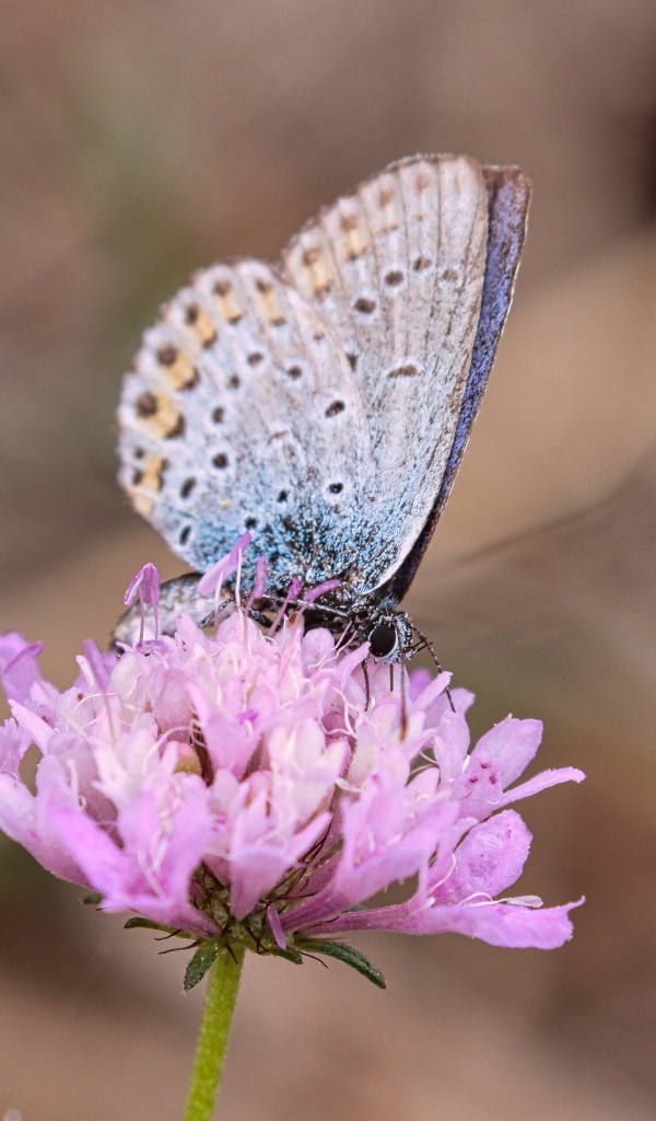 Красивая голубая бабочка на розовом цветке