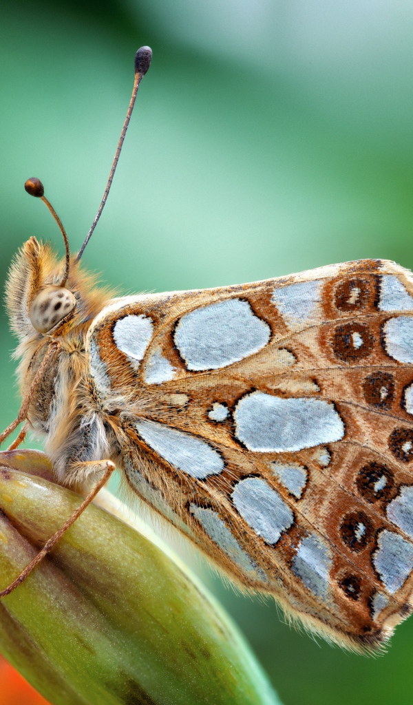 Красивая коричневая бабочка сидит на бутоне цветка 