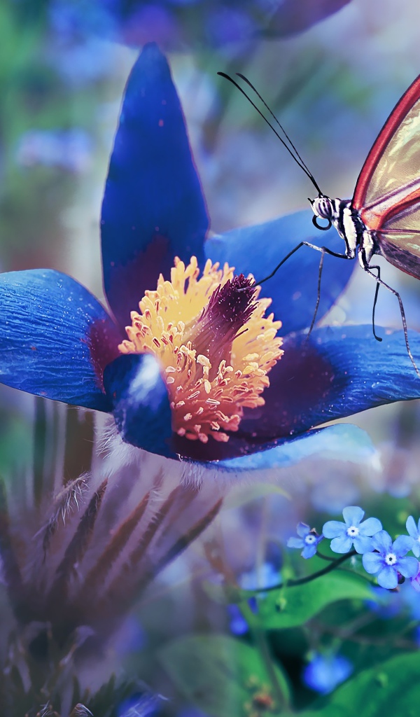 Красивая бабочка сидит на синем цветке прострела 