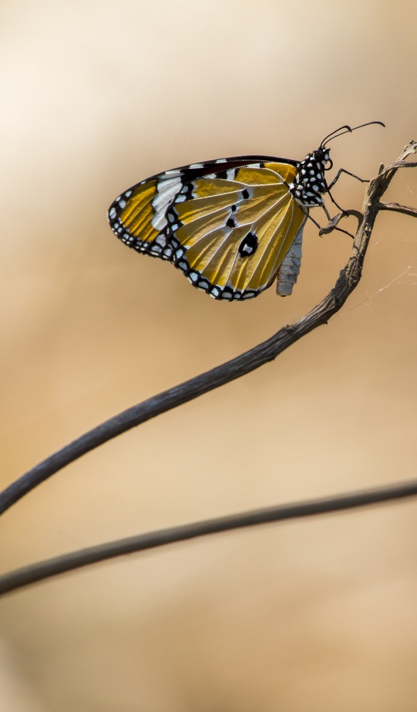 Красивая бабочка сидит на ветке дерева