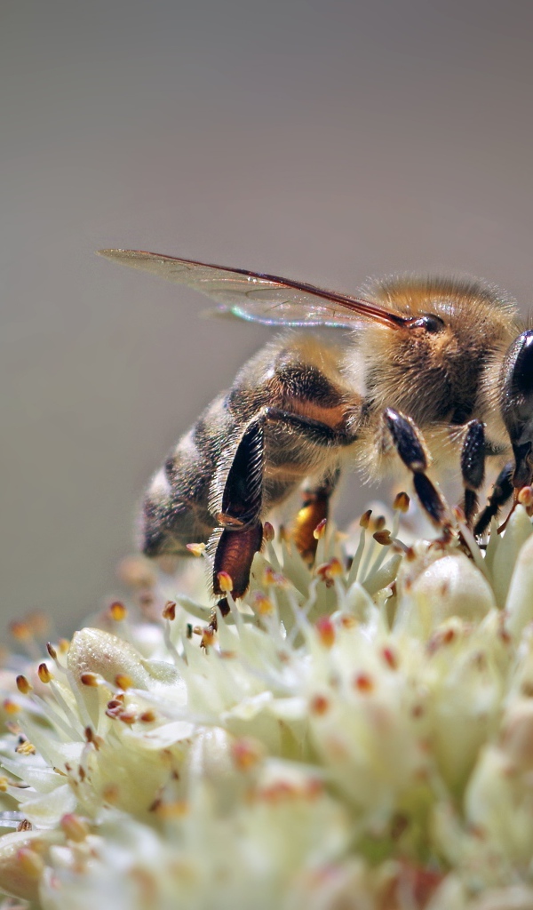 Пчела собирает нектар на цветке на сером фоне