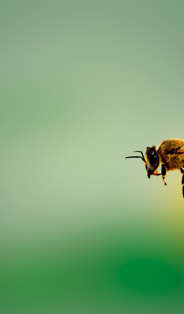 Пчела в летит на зеленом фоне 