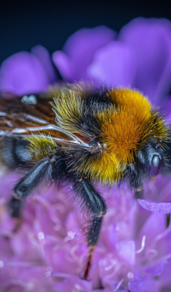 Пчела сидит на фиолетовом цветке 
