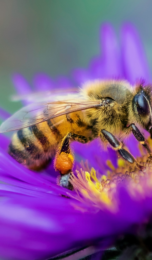 Пчела сидит на цветке астры крупным планом