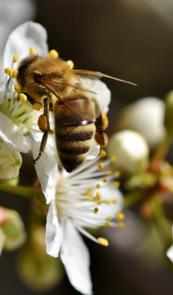 Большая пчела собирает нектар  с белых цветов вишни 