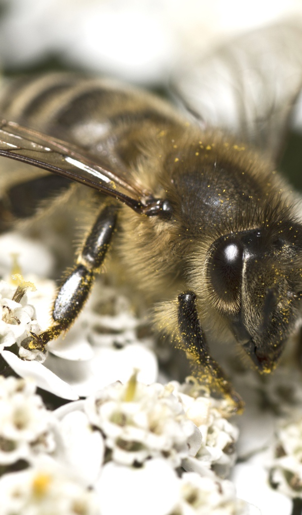 Большая пчела собирает нектар на белом цветке 