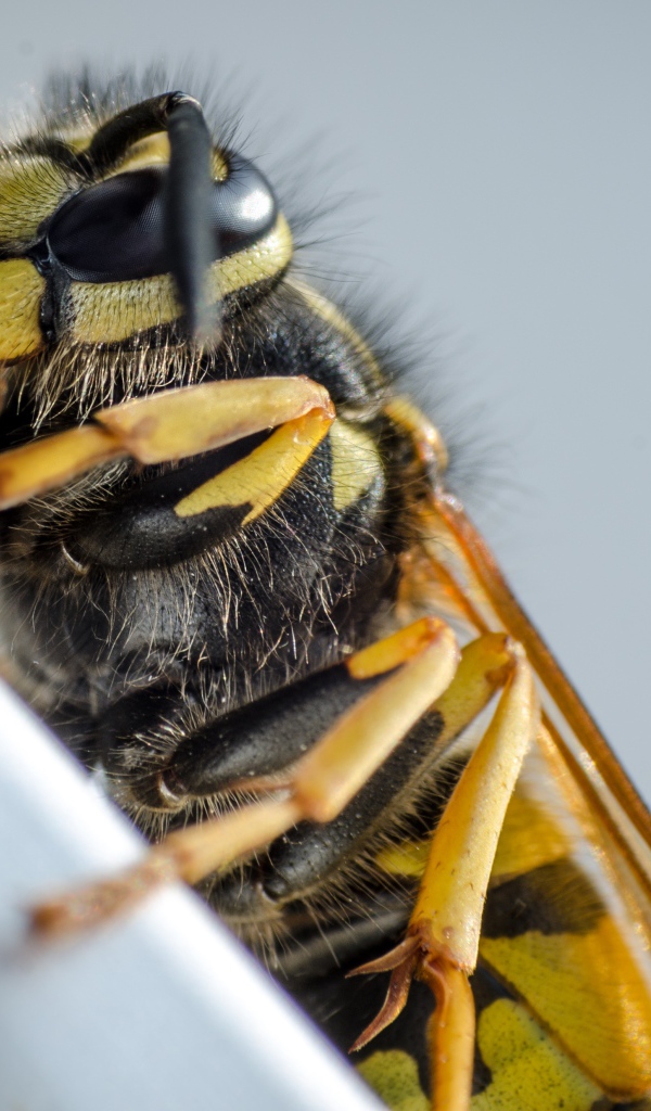 Большая пчела на сером фоне крупным планом