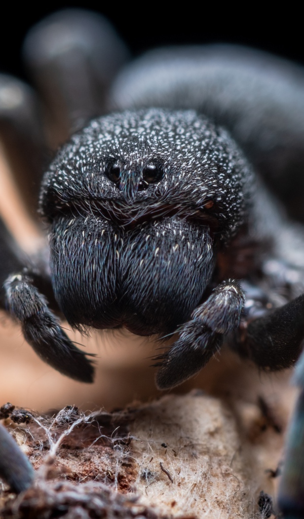 Большой черный опасный тарантул