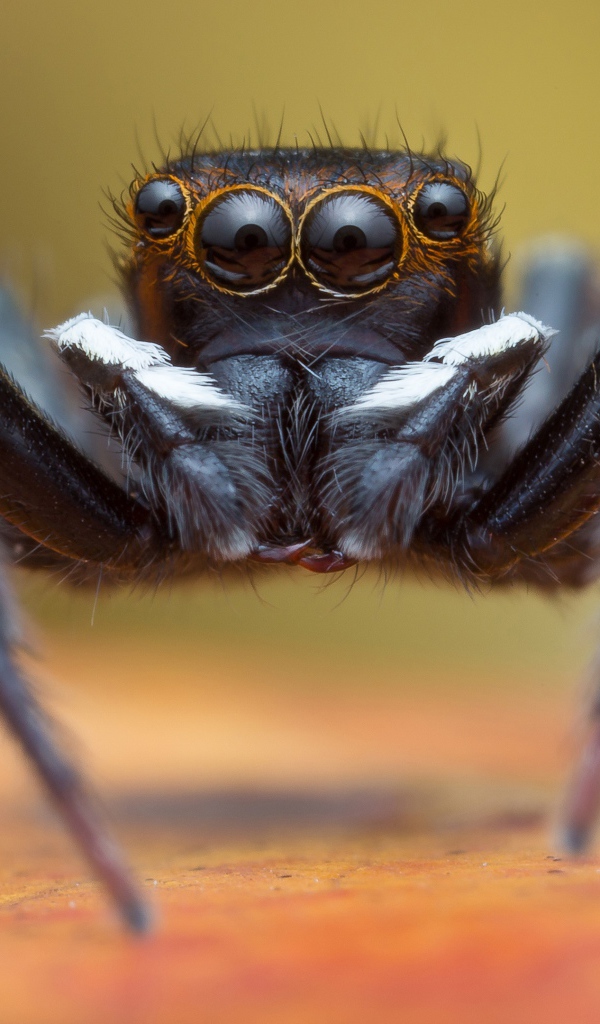 Большой черный паук крупным планом