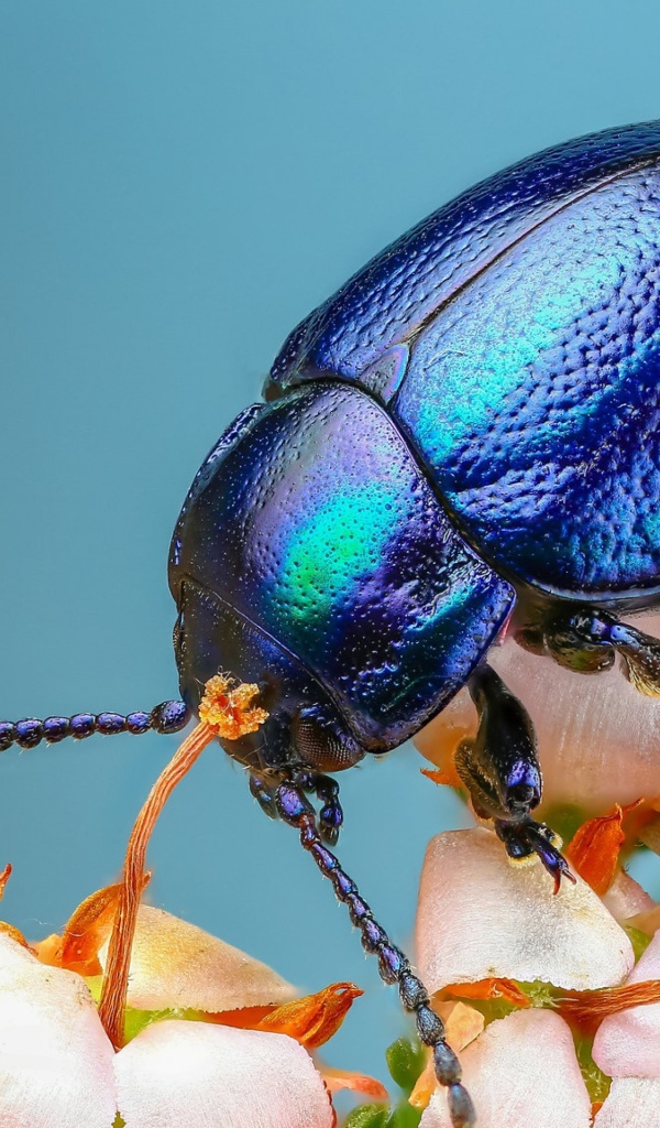 Большой синий жук на цветке 