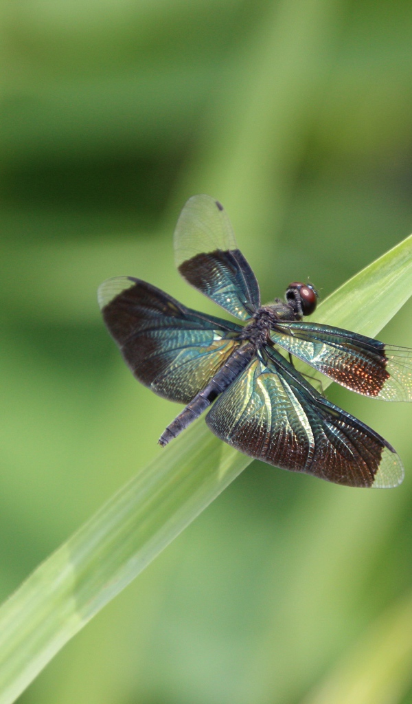 Большая голубая стрекоза сидит на зеленой траве