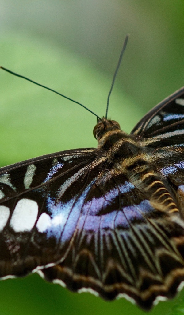 Большая бабочка сидит на зеленом листе 