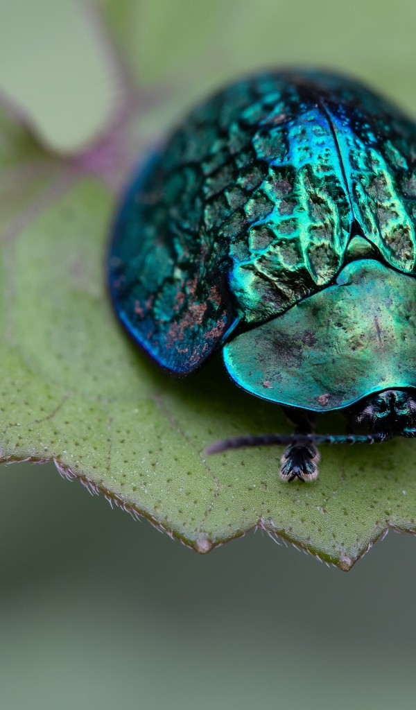 Большой зеленый жук сидит на листе
