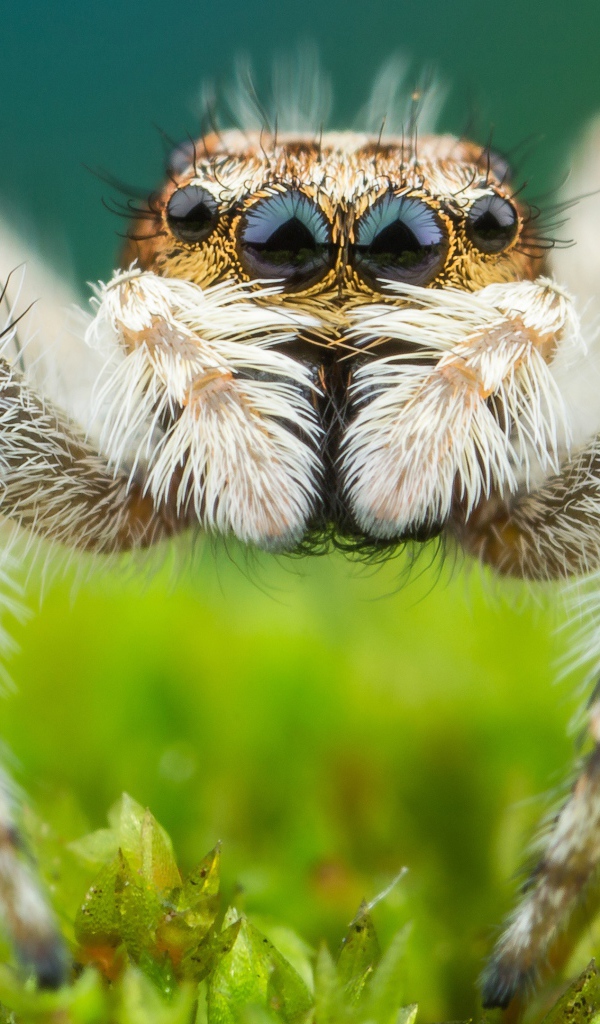 Большой паук крупным планом