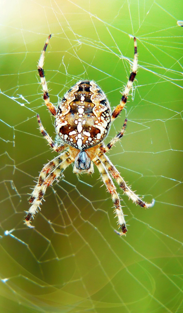 Большой паук висит на паутине