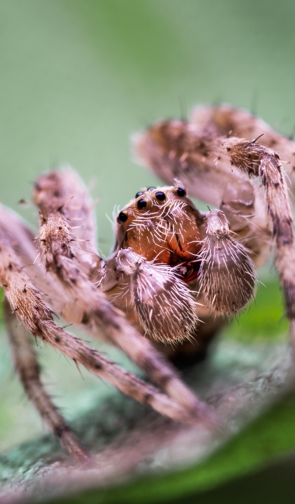 Большой паук на зеленом листке 