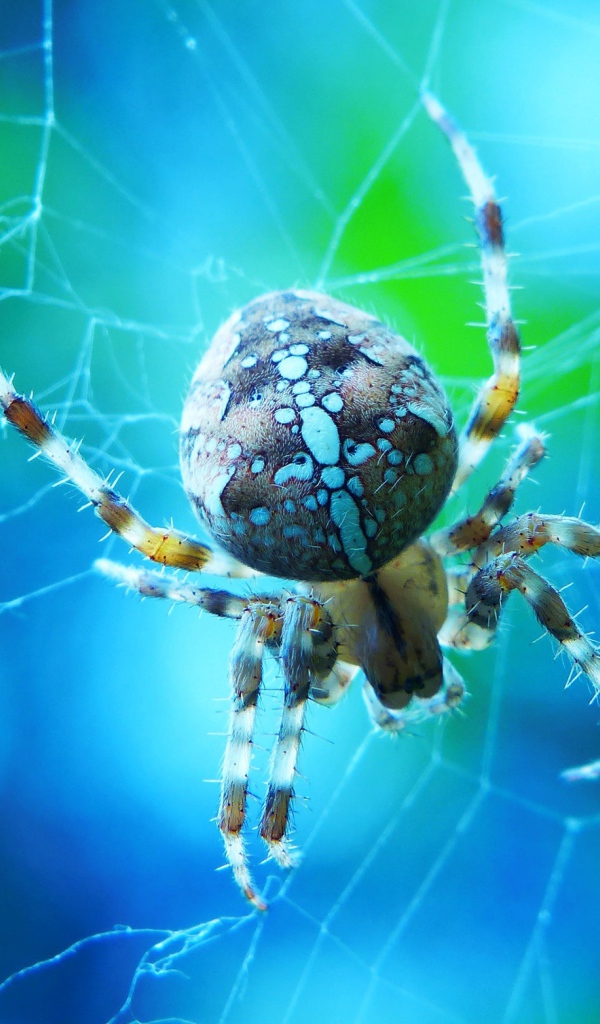 Большой паук на паутине крупным планом
