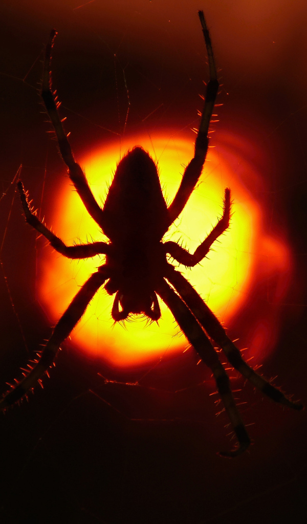 Большой паук на паутине на закате солнца 