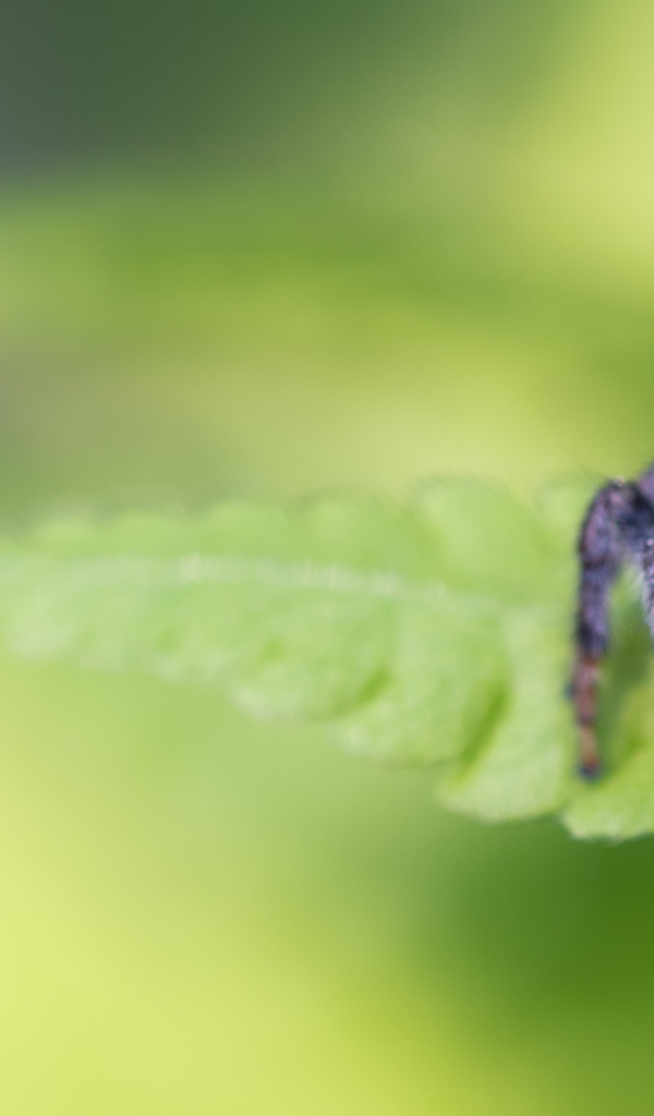 Большой паук сидит на зеленом листе