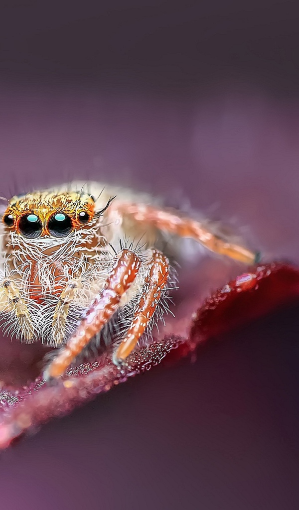 Большой паук с черными глазами охотится на листе