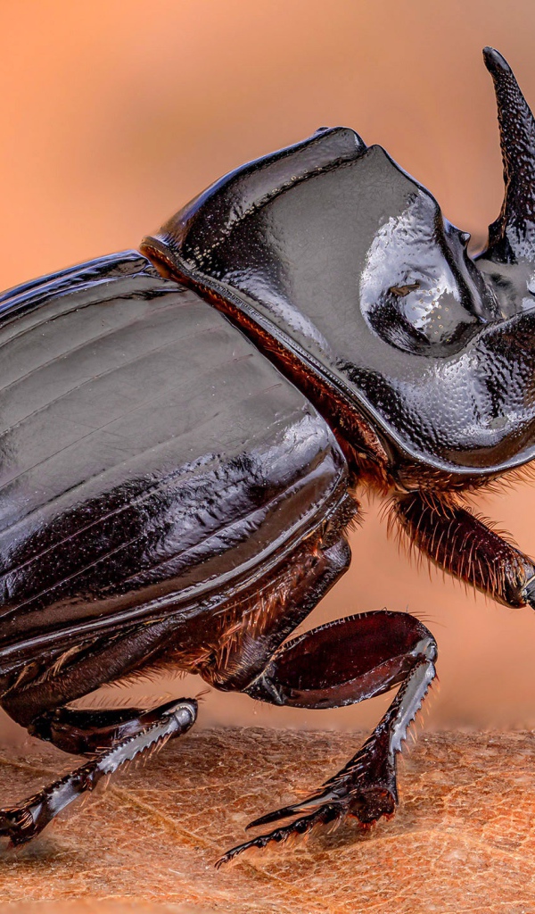 Черный жук дупляк сидит на листе