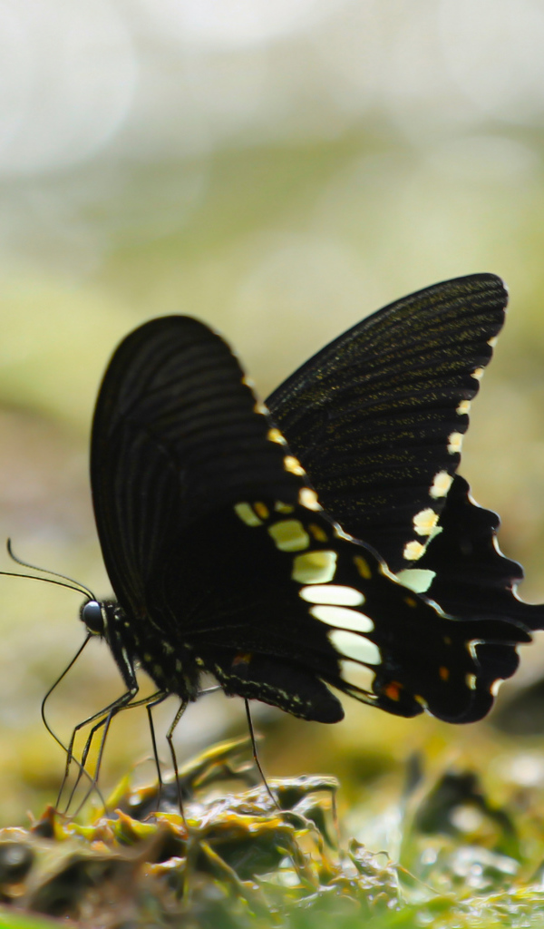 Черная бабочка сидит на траве 