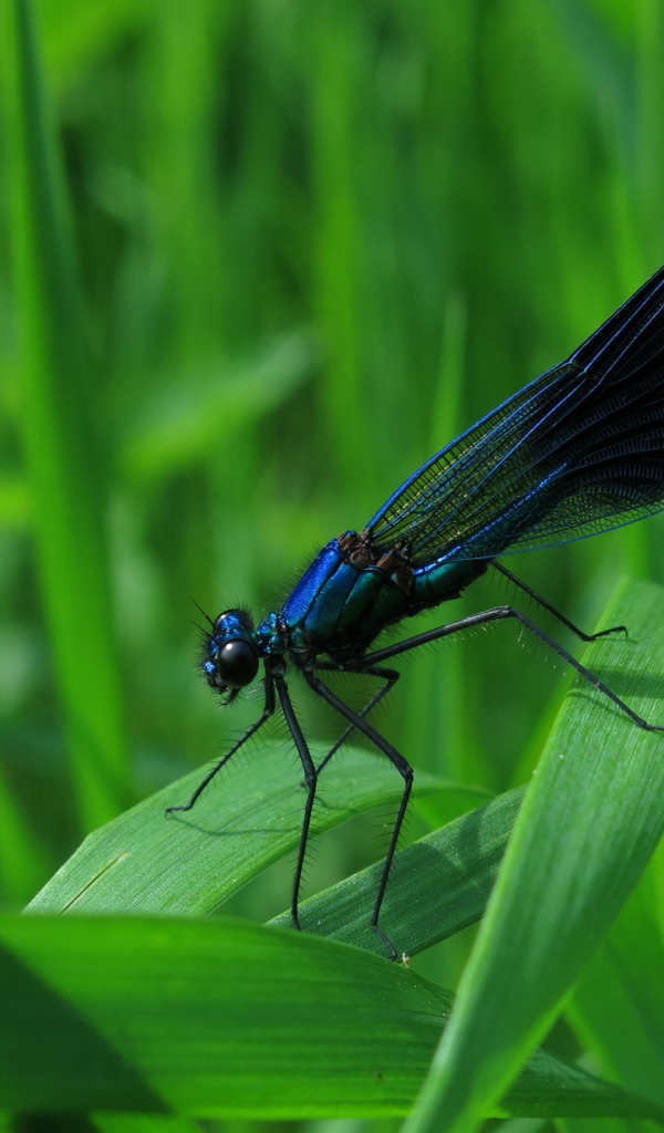 Черная стрекоза сидит на зеленой траве